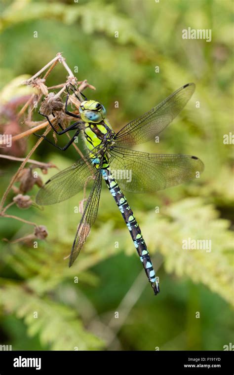 Male Southern Hawker Dragonfly Aeshna Cyanea At Rest In A Devon