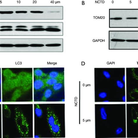 NCTD Enhances Autophagy And Mitophagy In A549 Cells A Western Blot