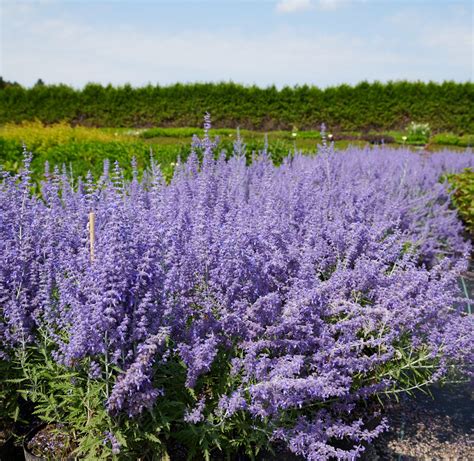 Blauraute Lacey Blue Perovskia Atriplicifolia Lacey Blue G Nstig Kaufen