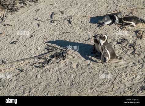 Penguins beach in cape town Stock Photo - Alamy