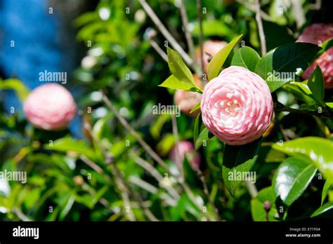 Usa Alabama Theodore Near Mobile Historic Bellingrath Gardens And