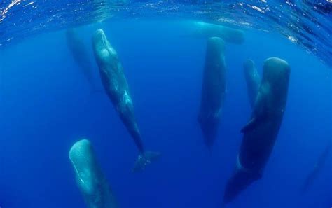 Sleeping whales : r/interestingasfuck