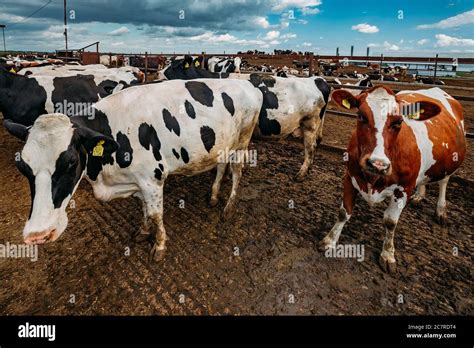 Domestic Cattle Holstein Friesian Bull Hi Res Stock Photography And