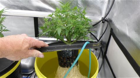 Growing Cannabis Indoors Hydroponic Dwc Plants Youtube