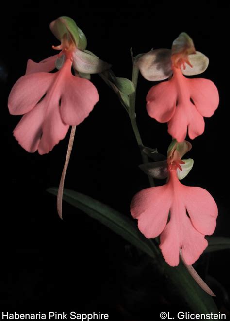 Habenaria Pink Saphire