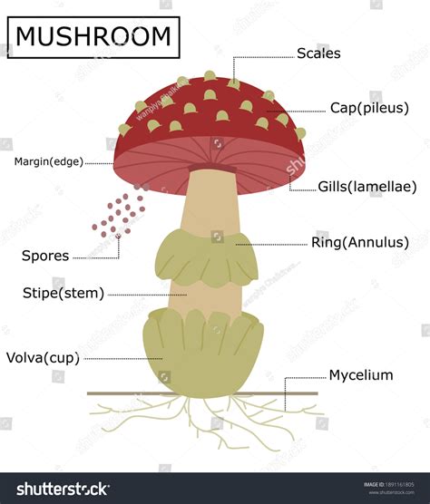 Vektor Stok Structure Amanita Mushroomanatomy Fungus Tanpa Royalti