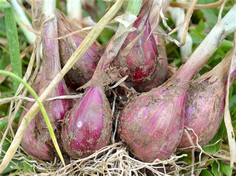 Cara Pengobatan Penyakit Bercak Ungu Bawang Merah Hasjrat Yanmar