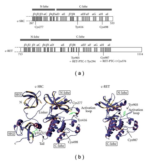 Shematic Illustration Of Structures Of Human C Src And Human C Ret Download Scientific Diagram