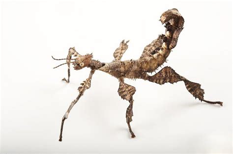 Giant Prickly Stick Insect Extatosoma Tiaratum By Joel Sartore