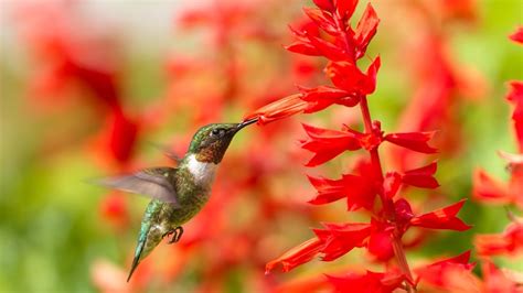 Transform Your Yard Into A Hummingbird Haven With This Flowering Plant