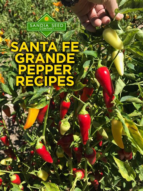 santa fe grande pepper recipes sandia seed company