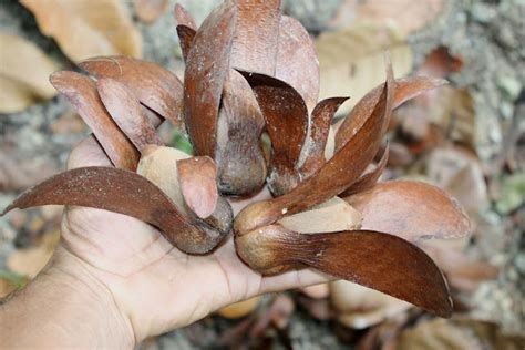 Flora Dan Fauna Asli Indonesia Flora Dan Fauna Khas Provinsi