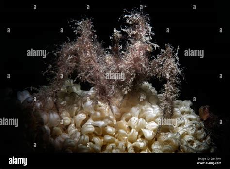 Snail Eggs Hi Res Stock Photography And Images Alamy