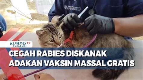 Cegah Rabies Hewan Diskanak Adakan Vaksin Massal Gratis