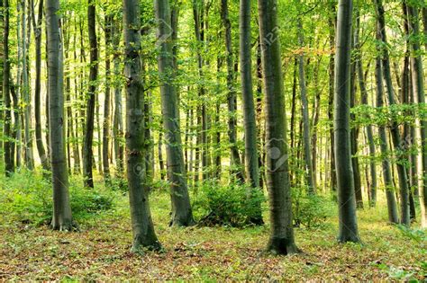 Deciduous Forest With European Beech Trees At Sunset Light Stock