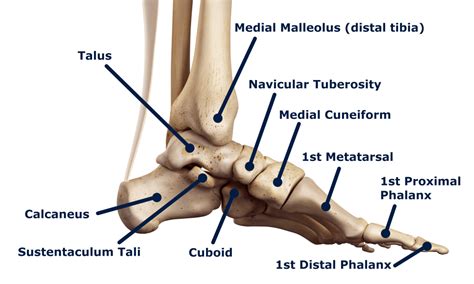 The Deltoid Ligament - Rehab 49