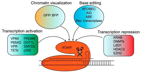 Ijms Free Full Text Crisprcas Derivatives As Novel Gene Modulating