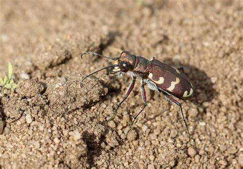 Tiger Beetle: Why Some Subspecies Are Endangered