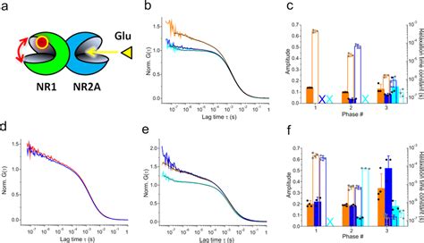 Allosteric Communication Of Clamshell Dynamics In NMDA IGluR LBD