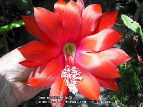 Photo Of The Bloom Of Hybrid Epiphyllum Epiphyllum Ackermannii