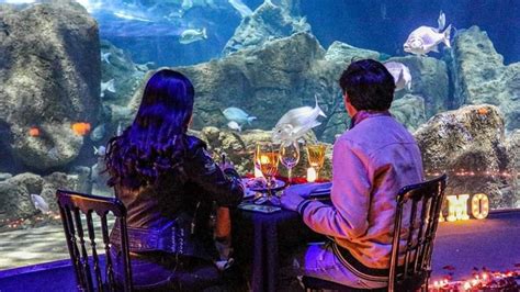 Cuánto cuesta la cena romántica en el Acuario Michin CDMX Escapada H