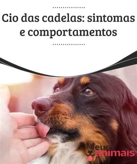 Cio das cadelas sintomas e comportamentos Cães Bicho de estimação