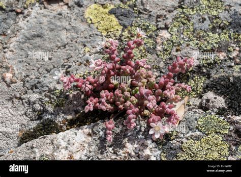 Stonecrop Sedum Brevifolium Growing On Granite Rocks Photo Taken In