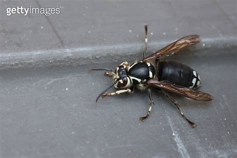 Bald Faced Hornet 이미지 1331853508 게티이미지뱅크