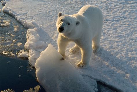 Polar Bear Ursus Maritimus Wwf Canada