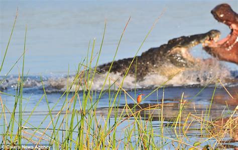 Crocodile Attacks Hippo While Photographer Was Trying To Capture