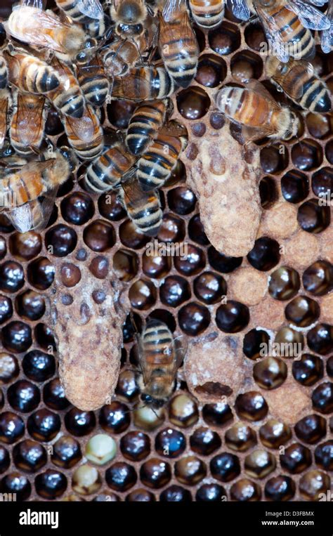 Queen Cells In A Honey Bee Colony Stock Photo Alamy