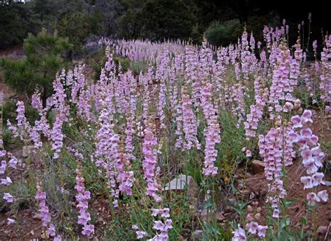 Penstemon Palmeri Palmer S Penstemon Santa Fe Botanical Garden