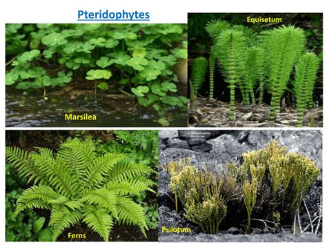 Kingdom Plantae Classification Examples And Characteristics