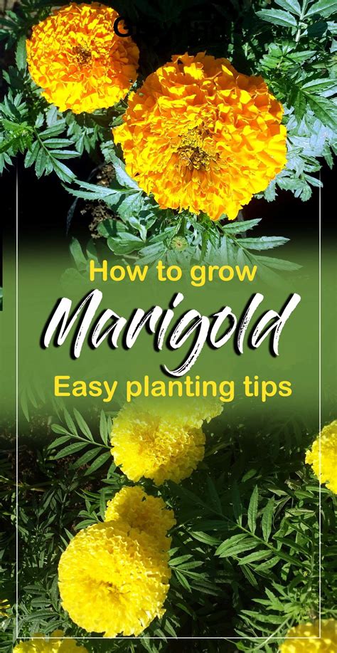 How To Grow Marigold Growing Marigold Plant In A Container Genda Growing Marigolds