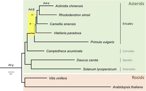 Frontiers Genomic Resources To Guide Improvement Of The Shea Tree