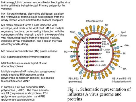 Ppt Fig 1 Schematic Representation Of Influenza A Virus Genome And