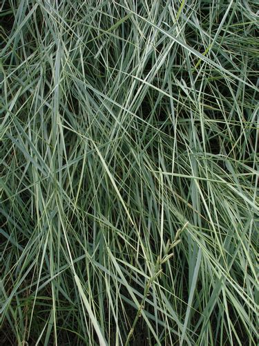 Creeping wild rye (GFF: A Field Guide to Silicon Valley) · iNaturalist