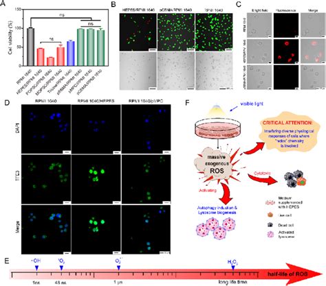 Disorder of normal cell fate and behavior that induced by the ... 