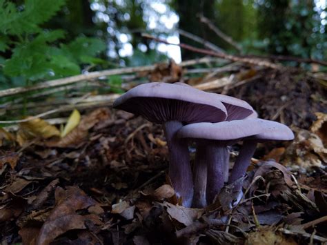 Lepista Sordida The Ultimate Mushroom Guide