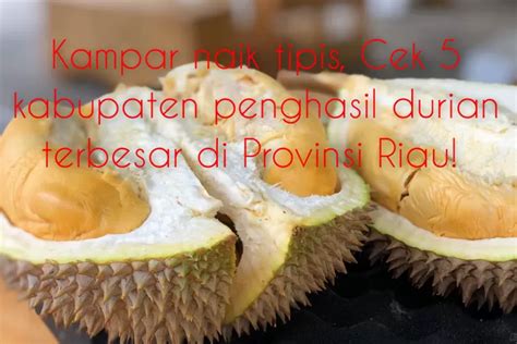 Kampar Naik Tipis Ini 5 Kabupaten Penghasil Durian Terbesar Di