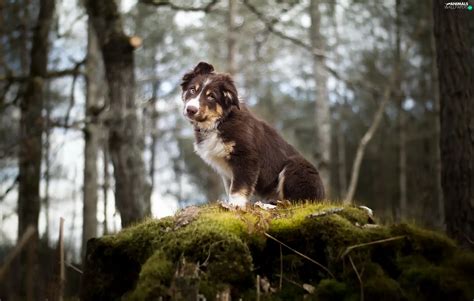 Australian Shepherd The Look Bokeh Forest Moss Puppy Dog Scarp