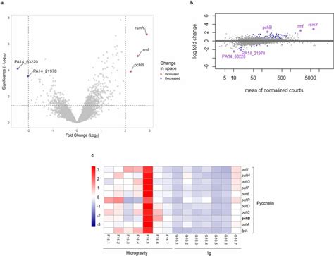 Transcriptional Differences Between P Aeruginosa Biofilms Formed On Ss Download Scientific