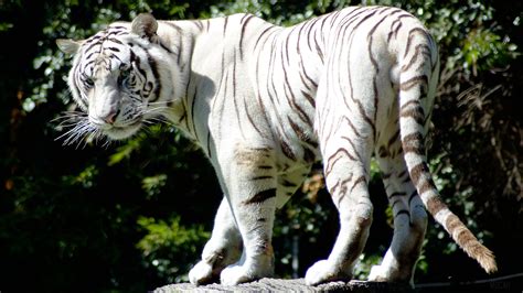 Rare White Tiger K Wallpaper Rare Gallery Hd Wallpapers