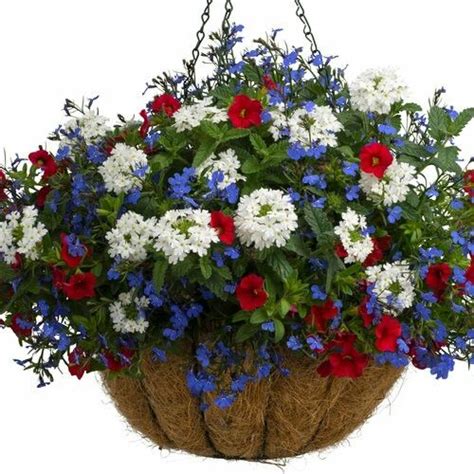 American Pride White Verbena Red Calibrachoa Lobelia Container