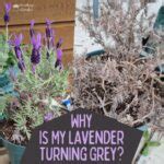 Why Is My Lavender Plant Turning Grey Bring Color Back To Your