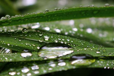 Free Images Nature Grass Liquid Rain Leaf Flower River