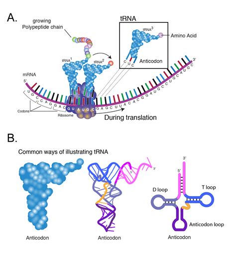 Gene Expression Translation Genetics Agriculture And Biotechnology