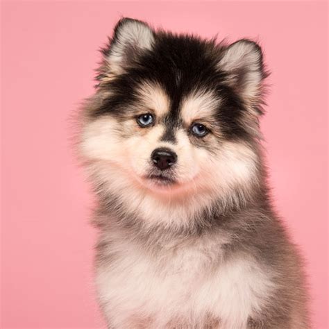 Pomsky Puppies For Sale Orlando Fl Jesenia Chesser