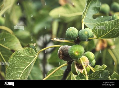 Fig Tree Ficus Carica Immature Green Fruits Stock Photo Alamy