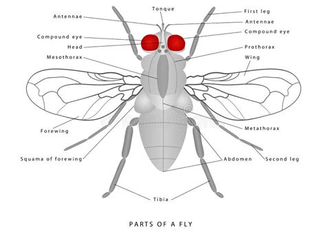 Housefly stock illustration. Illustration of creature - 215177377